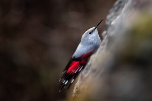 CSR1376- Christelle SAPIN