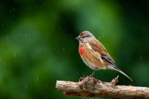 CSR6070- Christelle SAPIN