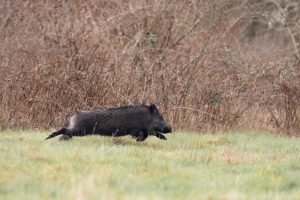 CSR_2548 - Christelle SAPIN