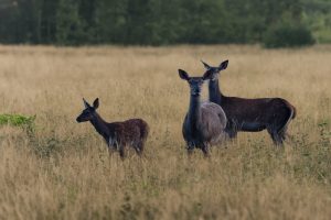 CSR_7424 - Christelle SAPIN